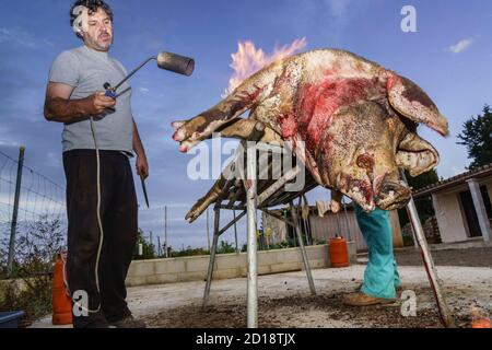 Limpieza del Animal, matanza tradicional del cerdo, llucmajor, Mallorca, islas baleares, Spanien Stockfoto