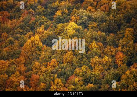 Schöne orange und rote Herbstwald. Stockfoto