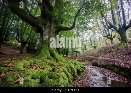 Hayedo de Otzarreta, fagus sylvatica,parque natural Gorbeia,Alava- Vizcaya, Euzkadi, Spanien Stockfoto