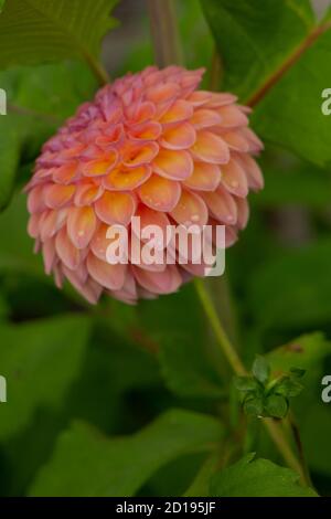 Ball Dahlia Jowey Winnie in Blüte Stockfoto