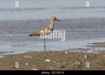 American Golden Plover (Pluvialis dominica) Jungtier im seichten Wasser am Rande der Lagune auf Pampas Buenos Aires Provinz, Argentinien Stockfoto