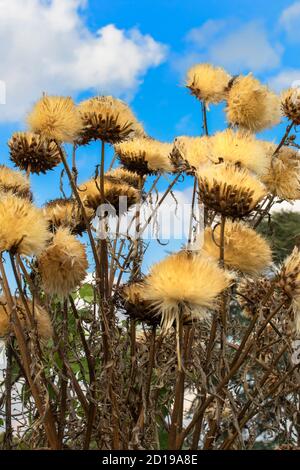 Flauschige Spargelpflanzen als architektonische Elemente gegen ein hellblaues Himmel mit weißen Wolken im Hintergrund Stockfoto