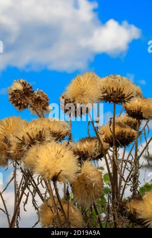Flauschige Spargelpflanzen als architektonische Elemente gegen ein hellblaues Himmel mit weißen Wolken im Hintergrund Stockfoto