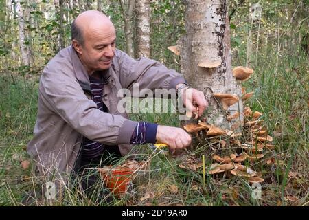 Älterer Mann und Pilze sammeln im Wald Stockfoto