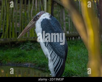 Leptoptilos crumeniferus Vogel in sonniger Farbe Sommermorgen Stockfoto