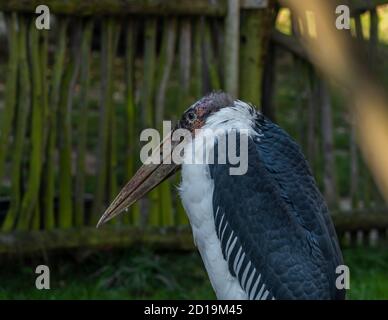 Leptoptilos crumeniferus Vogel in sonniger Farbe Sommermorgen Stockfoto