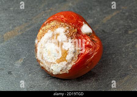 Tomate mit Anthraknose (Colletotrichum coccodes) Pilzinfektion. Teil der Fotosequenz. Stockfoto