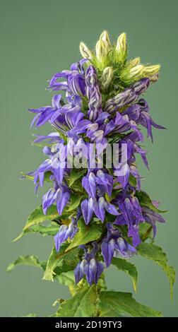 Große blaue Lobelia (Lobelia siphilitica) Blüte im Spätsommer in Zentral Virginia. Stockfoto