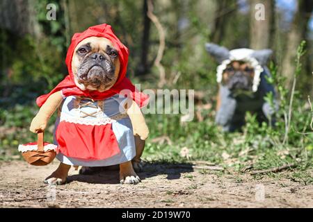 Lustige französische Bulldogge Hunde verkleidet mit Halloween Kostüm als Märchenfigur Rotkäppchen mit gefälschten Waffen und Korb mit großem bösen Wolf Stockfoto