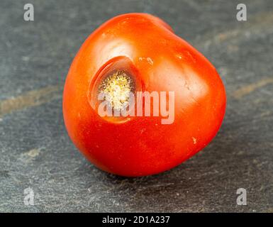Tomate mit Anthraknose (Colletotrichum coccodes) Pilzinfektion Stockfoto