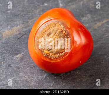 Tomate mit Anthraknose (Colletotrichum coccodes) Pilzinfektion. Teil der Fotosequenz. Stockfoto