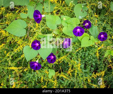 Gemeine Morning Glory (Ipomoea purpurea) Rebe mit Blumen, die über Feuerwerk Goldrute (Solidago rugosa) im Garten in Virginia klettern. Stockfoto