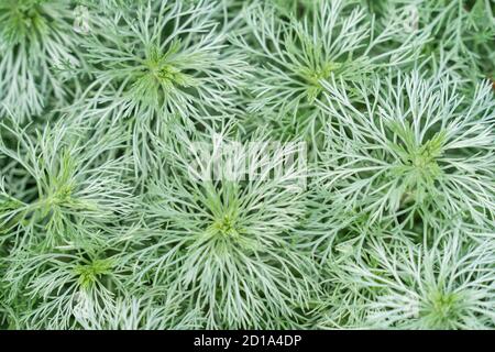 Artemisia schmidtiana oder Nana ist eine kompakte, semi immergrüne Staude, die einen niedrigen, ausbreitenden Hügel bildet, mit weichen, silbrigen Blättern, die in Haare wie geteilt sind Stockfoto