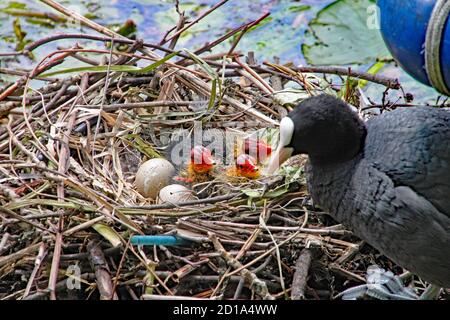 Mutter Ruß füttert ihre Jungen, die gerade aus ihren Eiern geschlüpft sind. Stockfoto