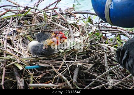 Mutter Ruß füttert ihre Jungen, die gerade aus ihren Eiern geschlüpft sind. Stockfoto