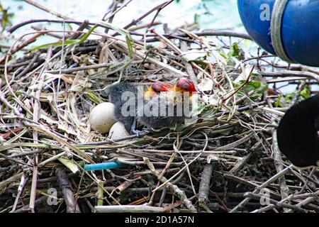 Mutter Ruß füttert ihre Jungen, die gerade aus ihren Eiern geschlüpft sind. Stockfoto