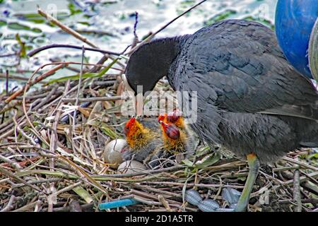 Mutter Ruß füttert ihre Jungen, die gerade aus ihren Eiern geschlüpft sind. Stockfoto