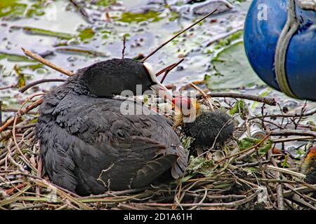 Mutter Ruß füttert ihre Jungen, die gerade aus ihren Eiern geschlüpft sind. Stockfoto