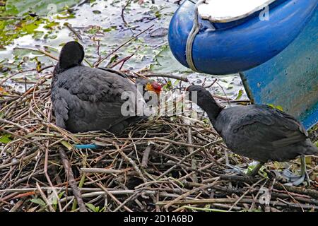 Mutter und Vater Blässhühner füttern ihre Jungen, die gerade aus ihren Eiern geschlüpft sind. Stockfoto