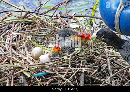 Mutter Ruß füttert ihre Jungen, die gerade aus ihren Eiern geschlüpft sind. Stockfoto