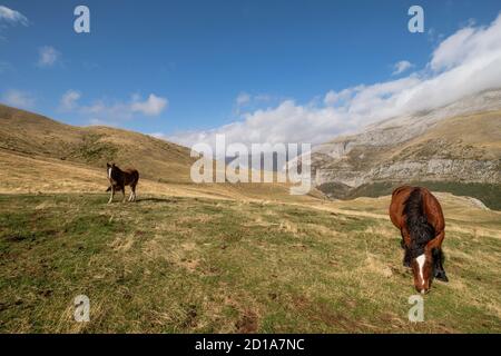 Herde von Pferden auf den Pisten von Punta de la Cuta, westlichen Täler, Pyrenäen, Provinz Huesca, Aragón, Spanien, Europa Stockfoto