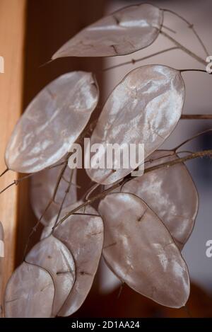 Jährliche Ehrlichkeit, Lunaria annua, Silikonmembranen aus der Nähe. Makrofotografie mit Annual Honesty Stockfoto