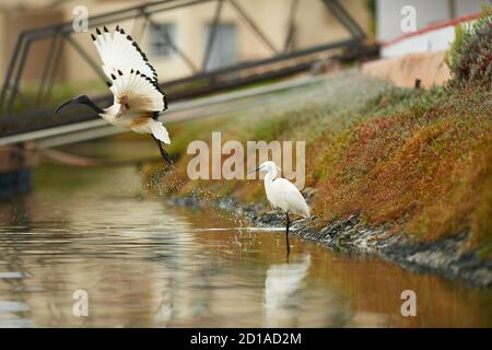 Das heilige Ibis fliegt weg, während Little Egret in Lower Berg River, Velddrif, Western Cape stationär ist Stockfoto