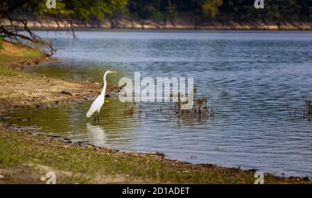 Great Egret jagt am Ufer des Rankin Bottoms Wildlife Refuge, nahe Newport, Tennessee. Stockfoto