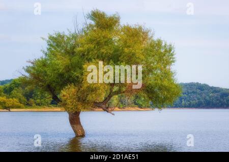 Landschaftsansicht eines Baumes, umgeben von Hochwasser am Rankin Bottom Wildlife Refuge, Tennessee. Stockfoto