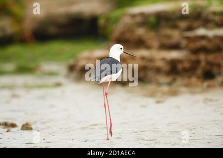 Black Winged Slip Fütterung in Lower Berg River, Velddrif, Western Cape Stockfoto
