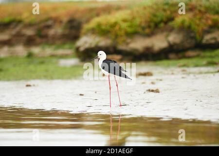 Black Winged Slip Fütterung in Lower Berg River, Velddrif, Western Cape Stockfoto