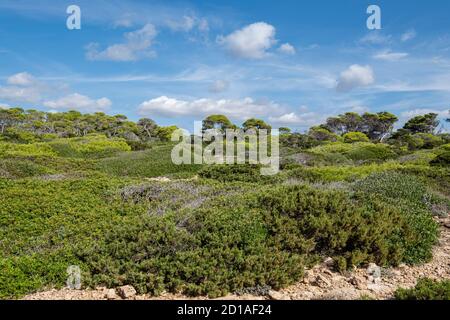 Mediterraner Wald und Macchia, Santanyi Küste, Mallorca, Spanien Stockfoto