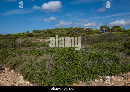 Mediterraner Wald und Macchia, Santanyi Küste, Mallorca, Spanien Stockfoto