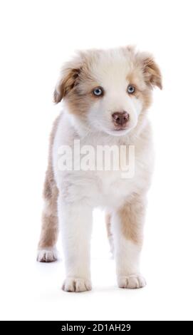 Standing Australian Shepherd Welpen Blick nach vorne auf weißem Hintergrund Stockfoto
