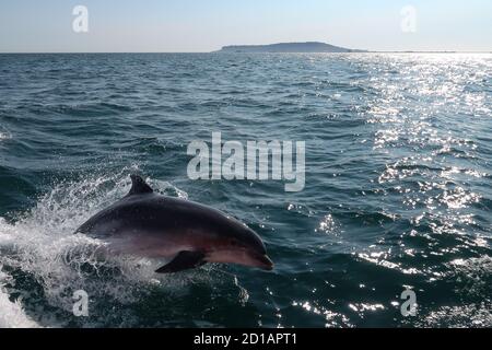 Delfine schwimmen vor Weymouth und Portland. Stockfoto