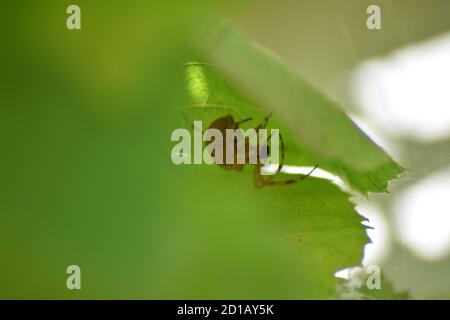 Gelbe Sac Spider Stockfoto