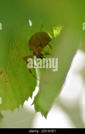 Gelbe Sac Spider Stockfoto