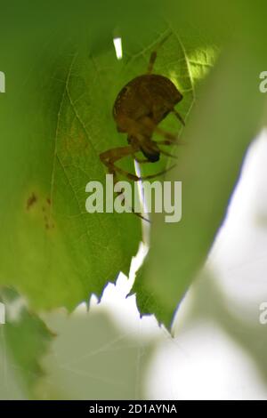 Gelbe Sac Spider Stockfoto