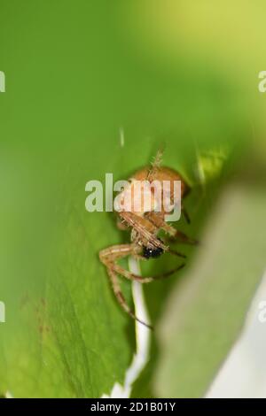 Gelbe Sac Spider Stockfoto