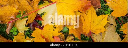 Herbst Hintergrund mit Ahornblättern.warme Farben des Herbstes. Ahornblätter bedecken den Boden.mehrfarbige Blätter liegen auf dem Gras. Stockfoto