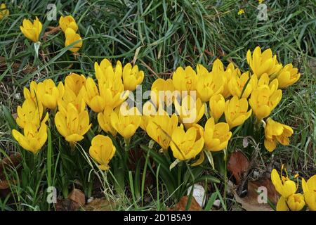 Herbst diffodil, Pflanzen in voller Blüte Stockfoto