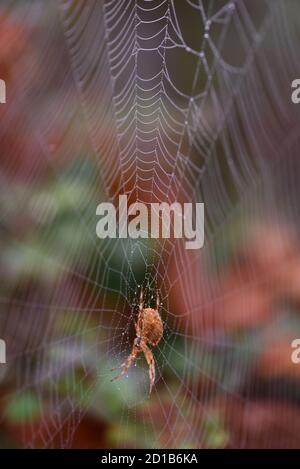 Eine europäische Gartenspinne, oder Orb Weaver, (Araneus diadematus) in ihr Netz in einem Garten in Victoria, British Columbia, Kanada auf Vancouver Island Stockfoto