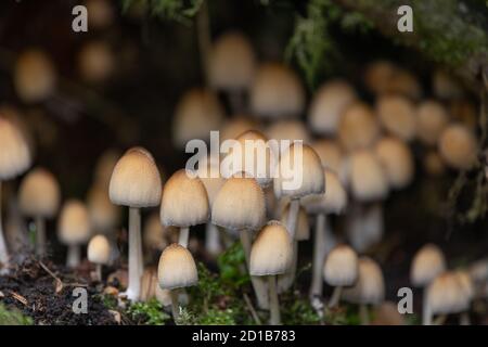 Nahaufnahme der Glimmerkappe (Coprinellus micaceus) Pilze im Wald Stockfoto