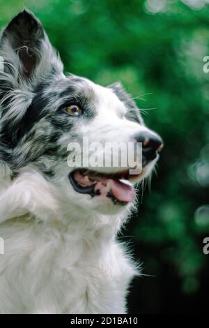 Blue Merle Border Collie spielt im Garten in einem Sommertag Stockfoto