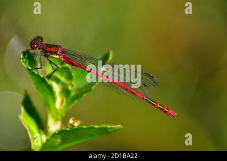 Männliche große rote Damselfliege (Pyrrhosoma nymphula), aufgenommen in Somerset, Großbritannien Stockfoto