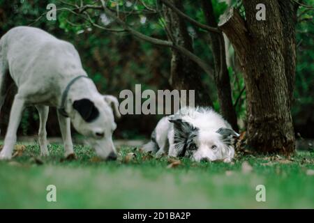 Blue Merle Border Collie spielt im Garten in einem Sommertag Stockfoto