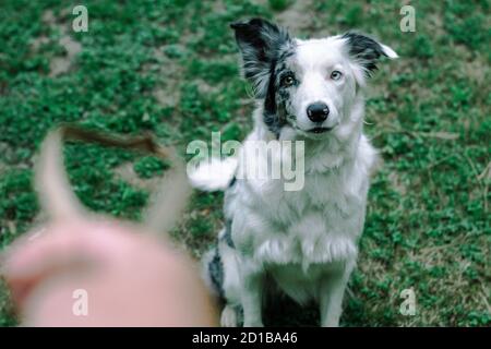 Blue Merle Border Collie spielt im Garten in einem Sommertag Stockfoto