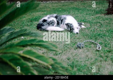 Blue Merle Border Collie spielt im Garten in einem Sommertag Stockfoto