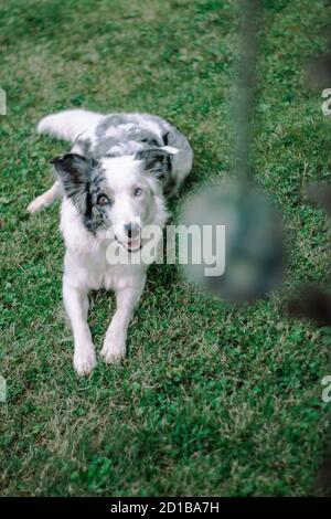 Blue Merle Border Collie spielt im Garten in einem Sommertag Stockfoto