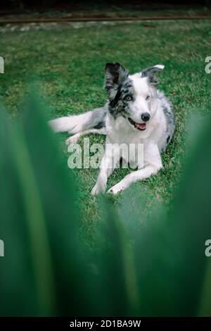 Blue Merle Border Collie spielt im Garten in einem Sommertag Stockfoto